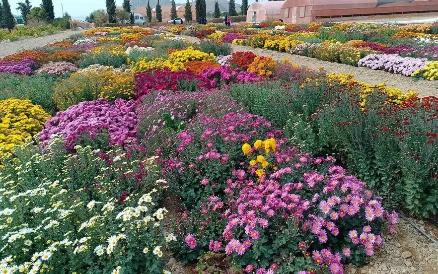 جشنواره گل و گیاه در محلات