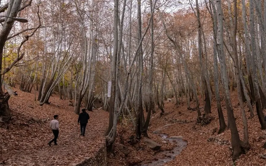 درختان روستای قلات در فصل پاییز