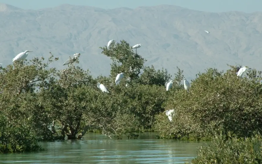 جنگل حرا قشم