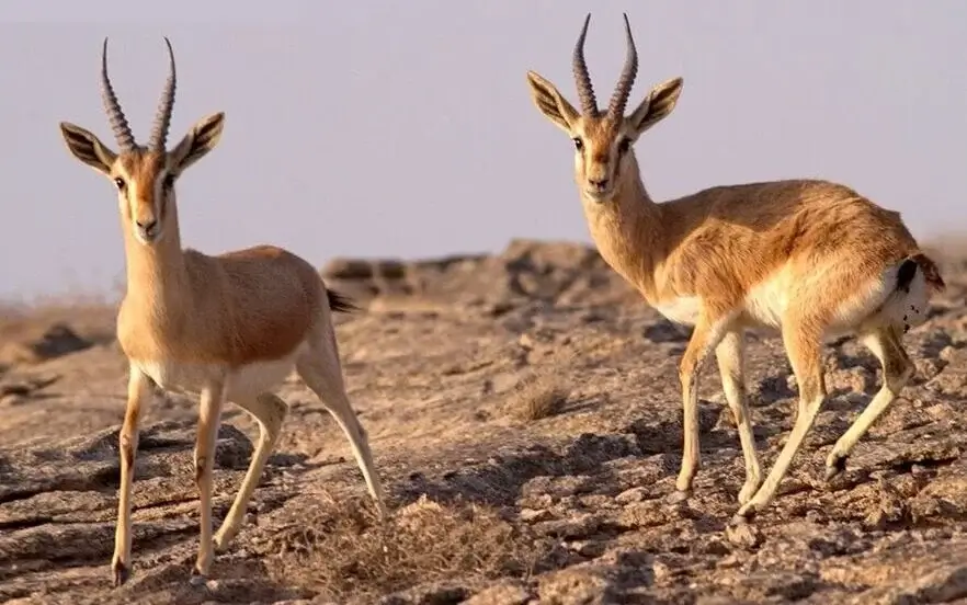 آهوی جبیر در پارک ملی نایبند