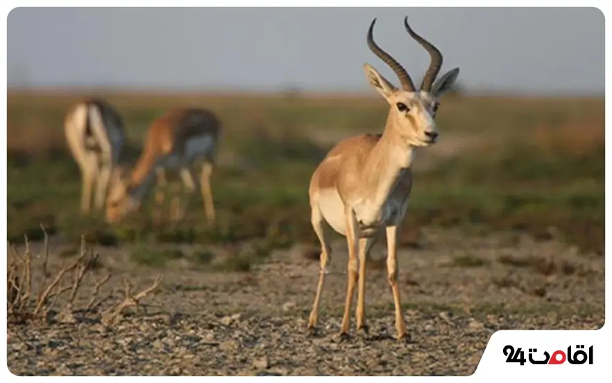 بوستان آهوان کیش